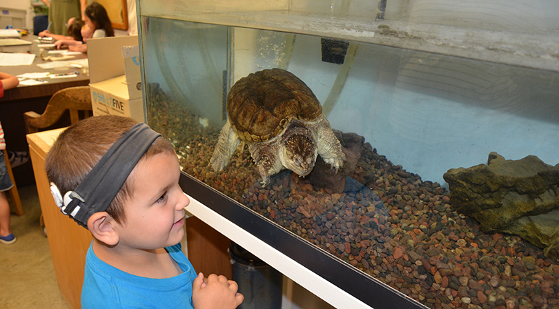 A young boy with a bone conduction hearing device looks excitedly at a large turtle in an aquarium.